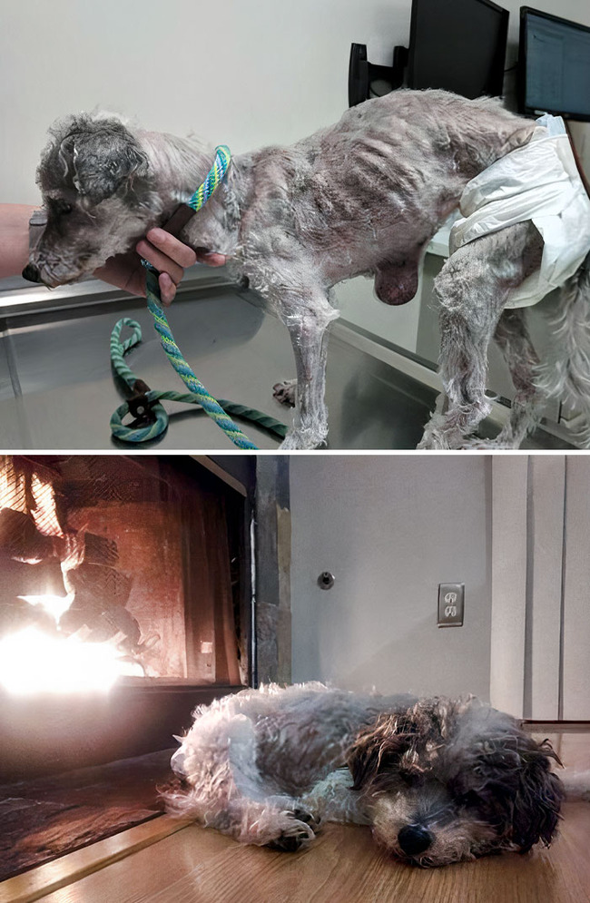 rescue-dogs-before-after-pics-67-64217b25b53f5__700