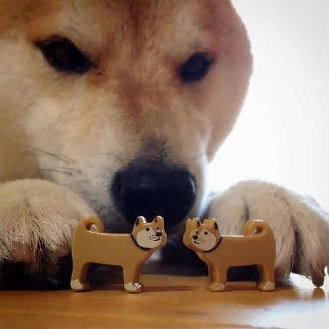 funny-shiba-inu-40-5aec5cf2f0dea__700