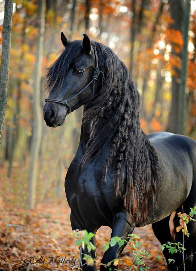 frederik-the-great-friesian-horse-stallion-6-5e96f9c385c74__700