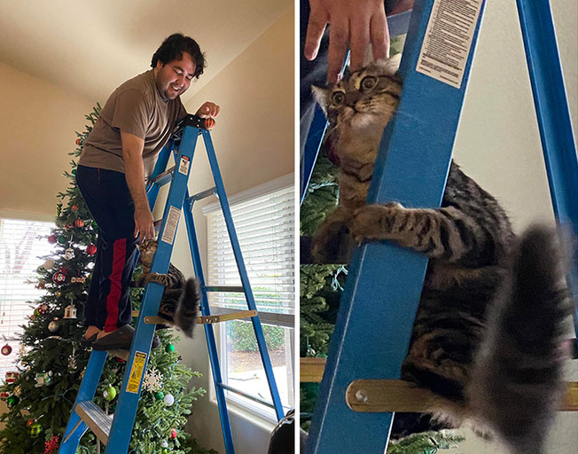 derp-cats-pics-618ccbb075783__700