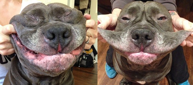 funny-dogs-extra-skin-stretchy-faces-18-5f043b7c5f255__700
