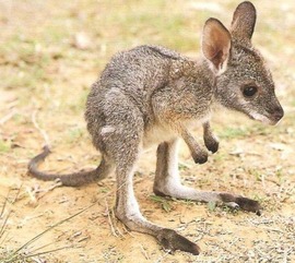 baby_kangaroo__by_briannaloveshu-d63zwj9