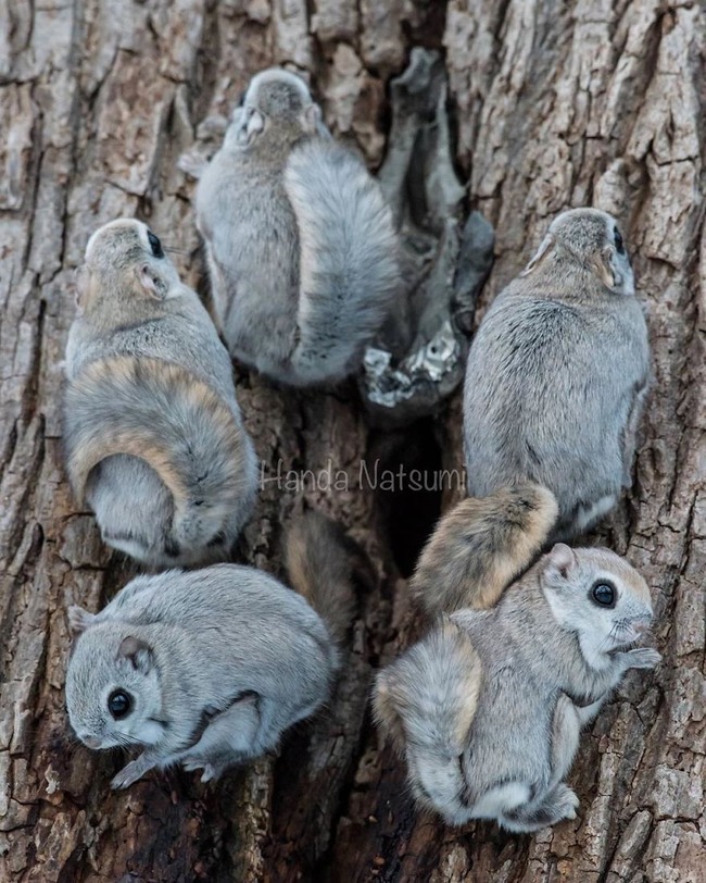 pokemon-japanese-flying-squirrels