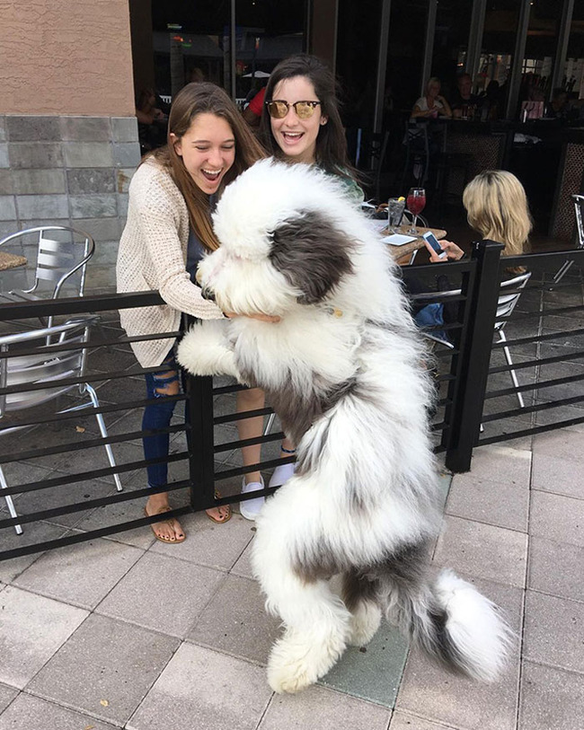 giant-dog-breeds-309-5fb7b76502bfb__700