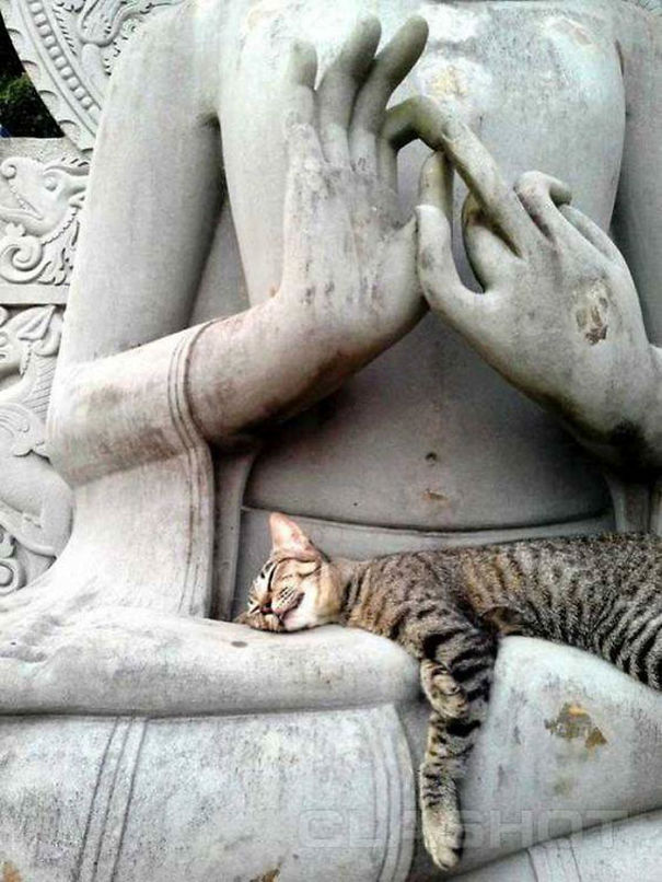 cats-sleeping-strange-places-5e678acae392b__605