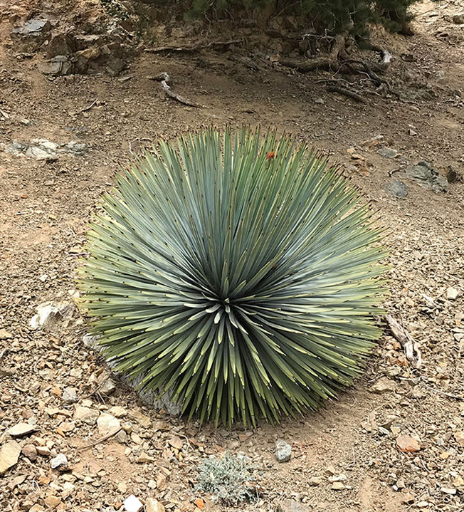 geometrical-symmetrical-plants-nature-248-6107c0bde93b5__700