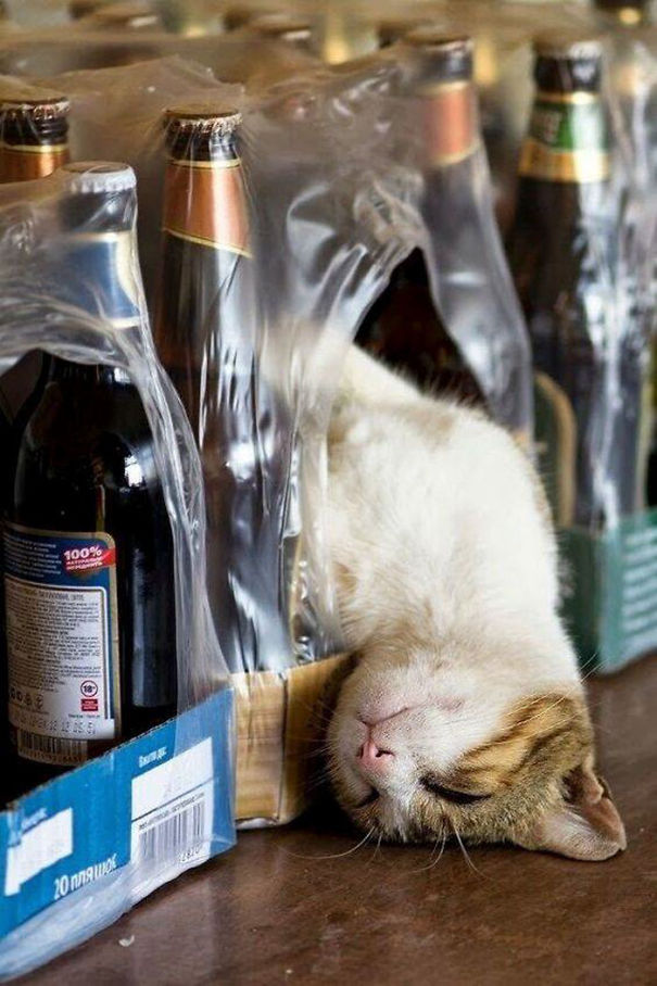 cats-sleeping-strange-places-5e678ac2e6182__605