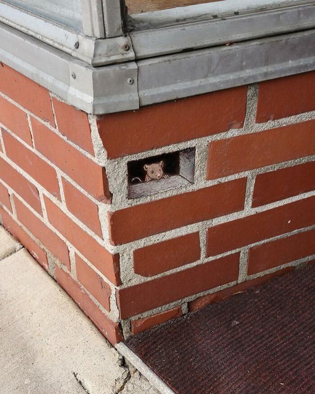 ephemeral-art-of-chalk-David-Zinn-extracts-life-from-the-streets