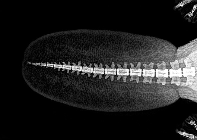 xray-pictures-photos-zoo-animals-oregon-oregonzoo