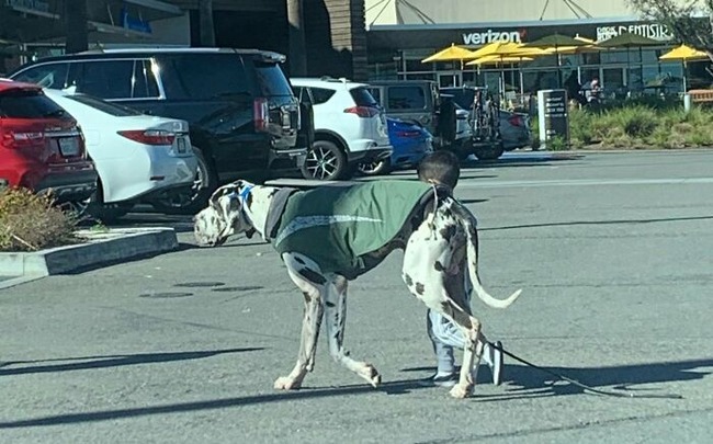63ff7913744de_funny-dogs-great-danes-pics