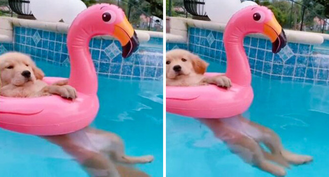pets-escaping-summer-heat-12-64f735913f90f__700