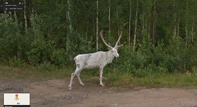 google-street-animals-45-5d2445cd1605b__700