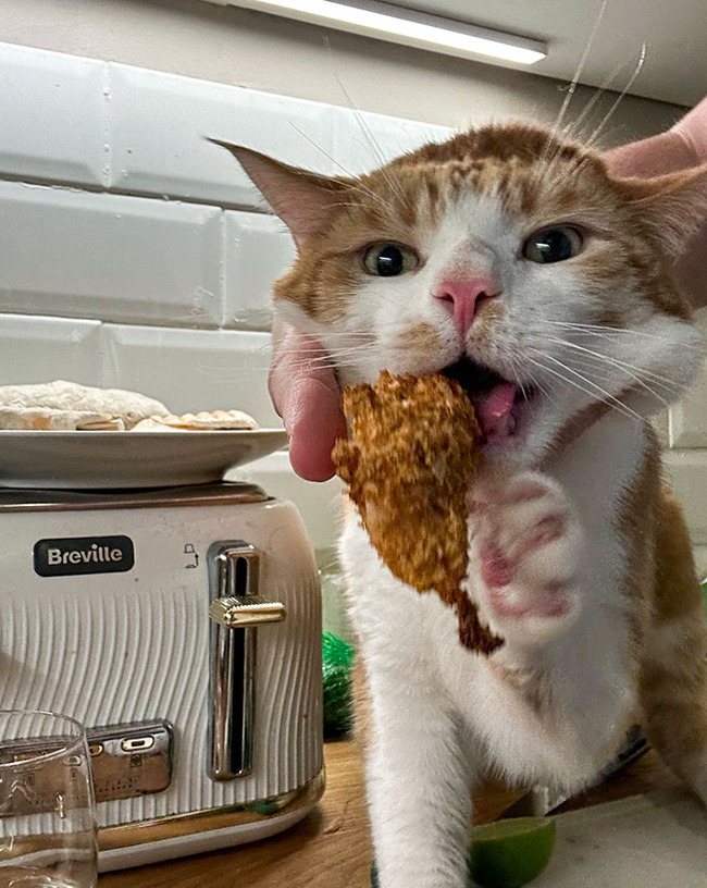 pets-stealing-food-pictures-12-66bef21641a5b__700 (1)