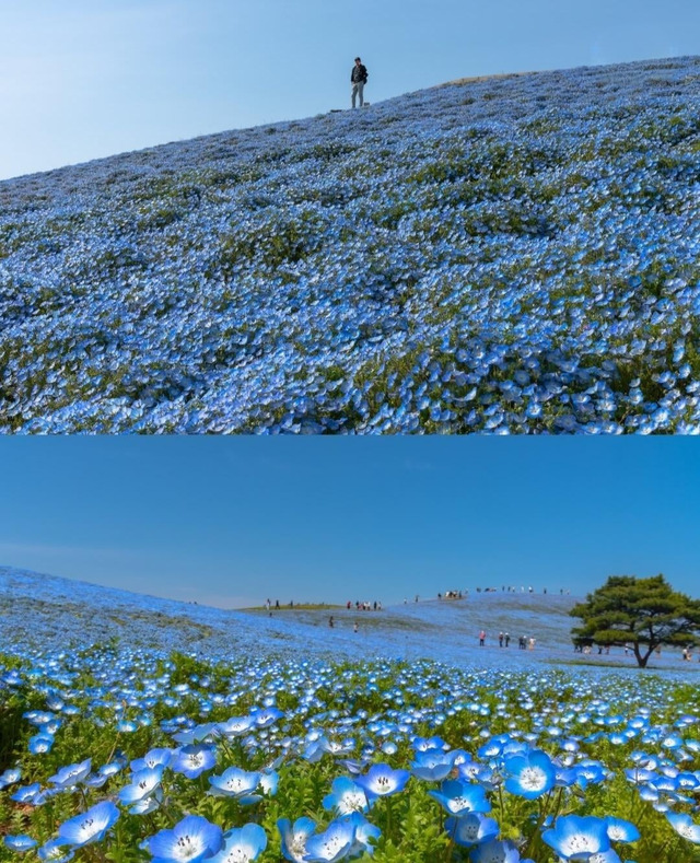 japan-is-currently-home-to-a-hil(4)