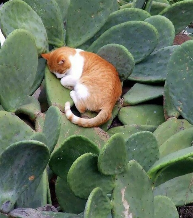 places-where-cats-shouldnt-be-60633b38c2748__700