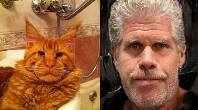 633a880d16ca0_off-brand-doppelgangers-walmart-celebrities