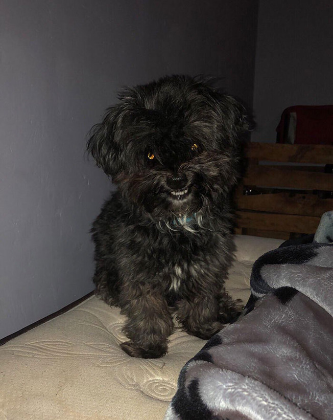 terrifying-cats-dogs-scary-pets-102-5f6ded5686216__700