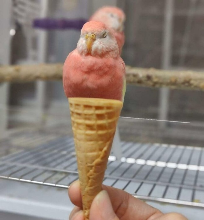 64832c752e5ca_things-look-like-food-forbidden-snacks