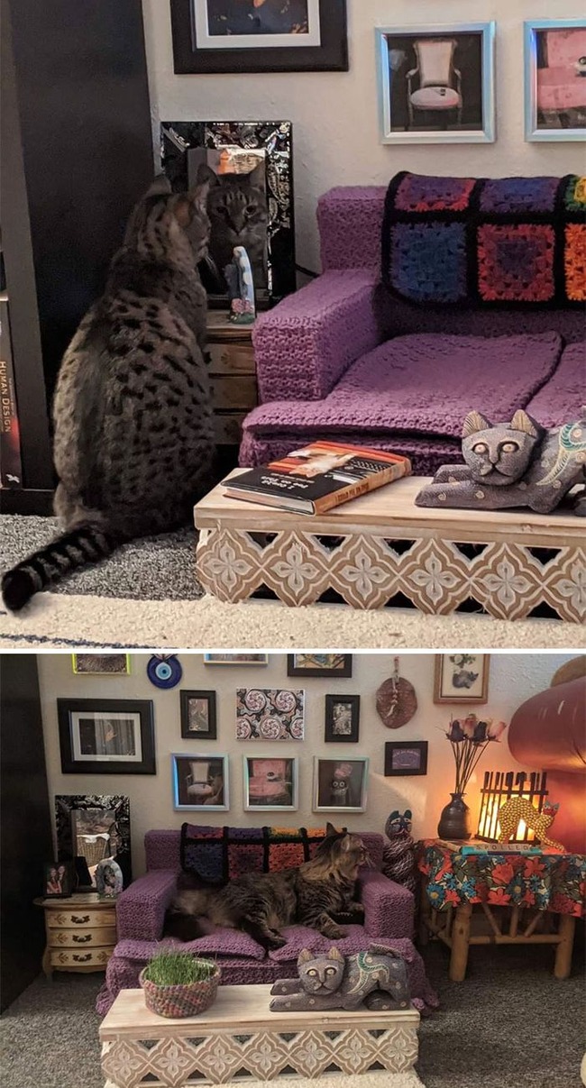wholesome-cute-cats-pics-1-604b6c0d6cd54__700