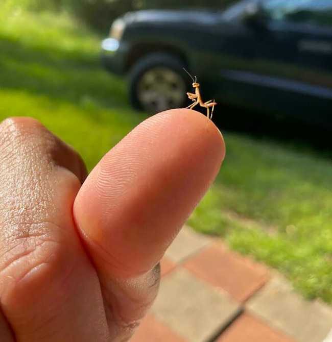 cute-bugs-3-628c935a13bce__700
