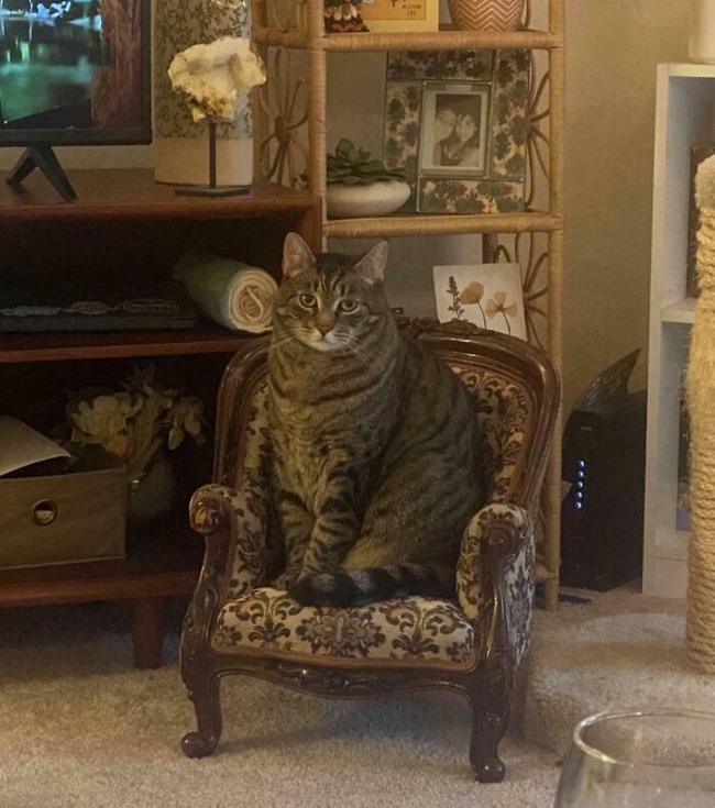 677d4b748ea64_spoiled-pets