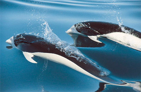 Southern-Right-Whale-Dolphin-Pair