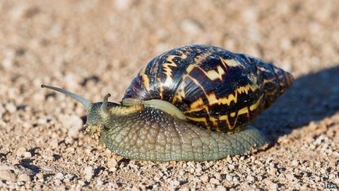 aaaa