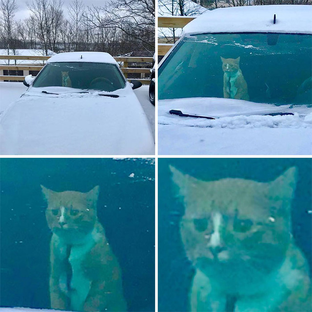 funny-animals-first-snow-cats-dogs-116-5a54a0d108b30__700