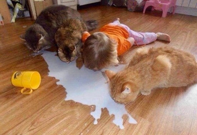 wholesome-animal-pics-animalunusual-18-67a08ea388c83__700