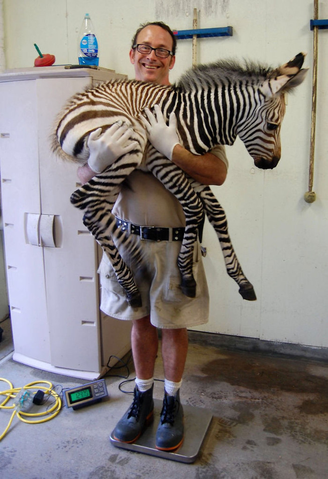 animals-being-weighted-5ee9d015a7b7a__700