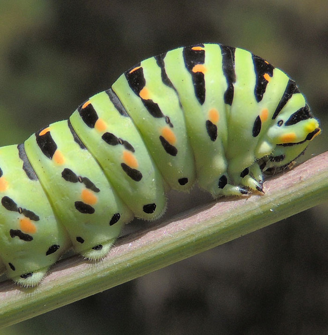 caterpillar-feets-5-5ef0be4b71682__700