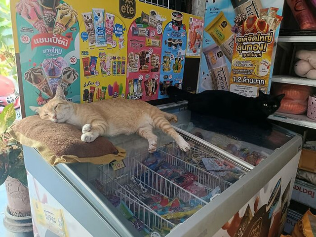 funny-working-cats-pics-69d76163