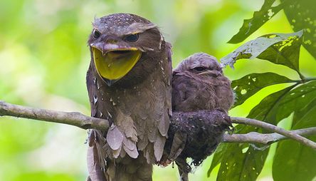 Frogmouth-Bird-638680881c862