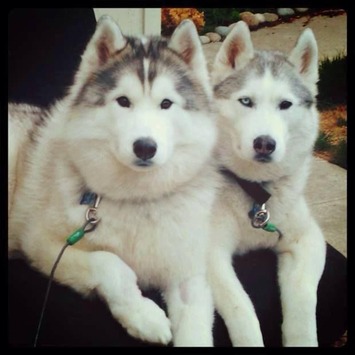 2be33e5858957482cdf4f8e6c327369d