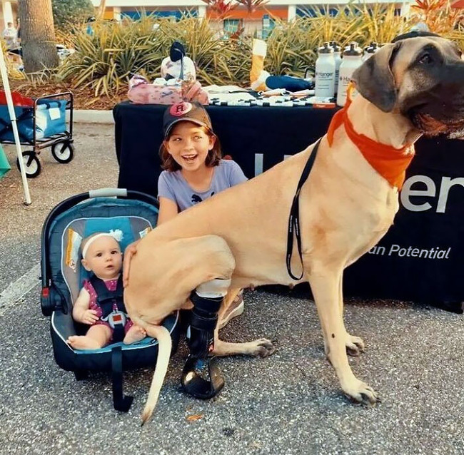 funny-dogs-great-danes-pics-4-63ff71a14d3fc__700