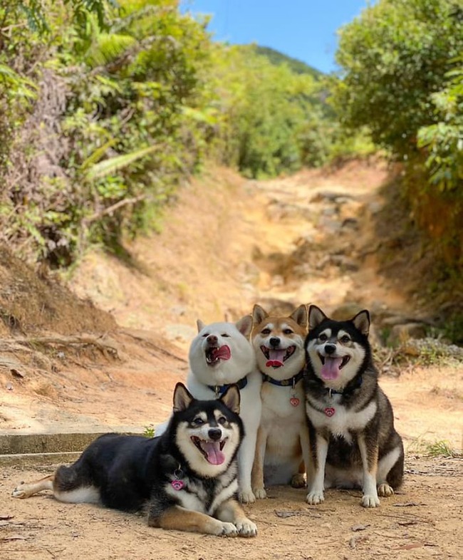 funny-photobombing-shiba-inu-dog-photos-3-5f59e33539cab__700