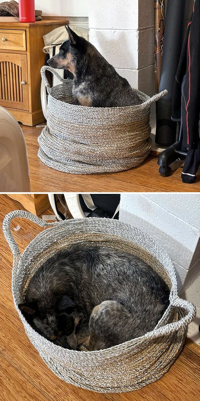 dogs-behaving-like-cats-36-66f3ba4cc895e__700