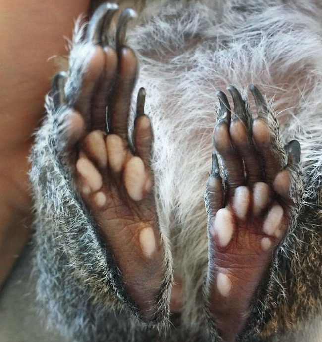 unique-animal-paws-22-6614dd1680df6__700
