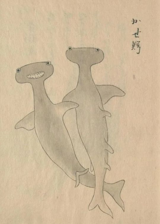 carangoides_bartholomaei2