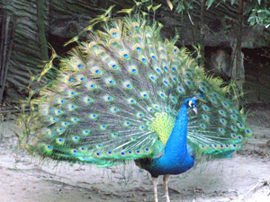 indian_peafowl001