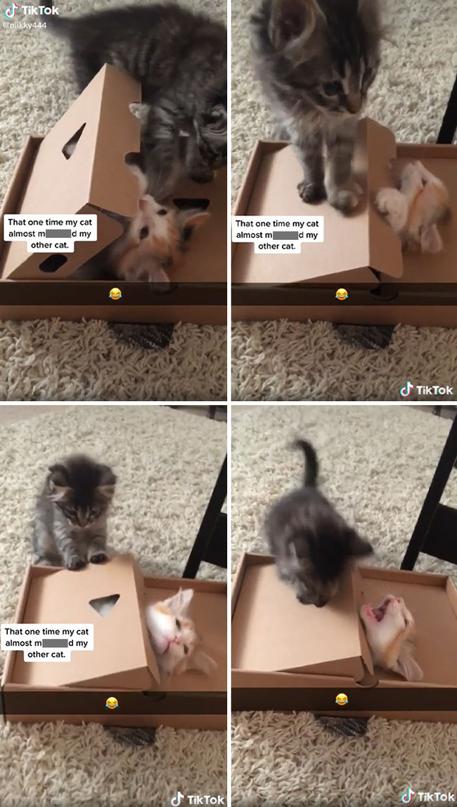 filming-instead-of-helping-pics-20-65af965494539__700