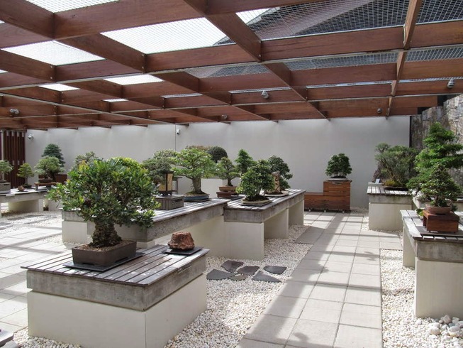 Arboretum Bonsai Collection