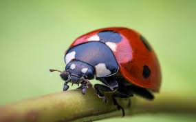 ダウンロード (1)