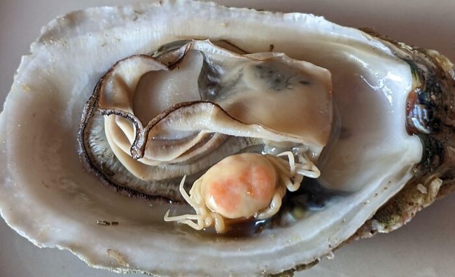 651fec563d23d_unexpected-finds-in-food