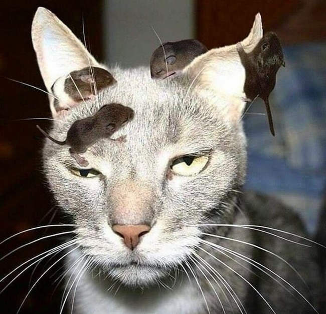 CgXKGfEsenj-png__700