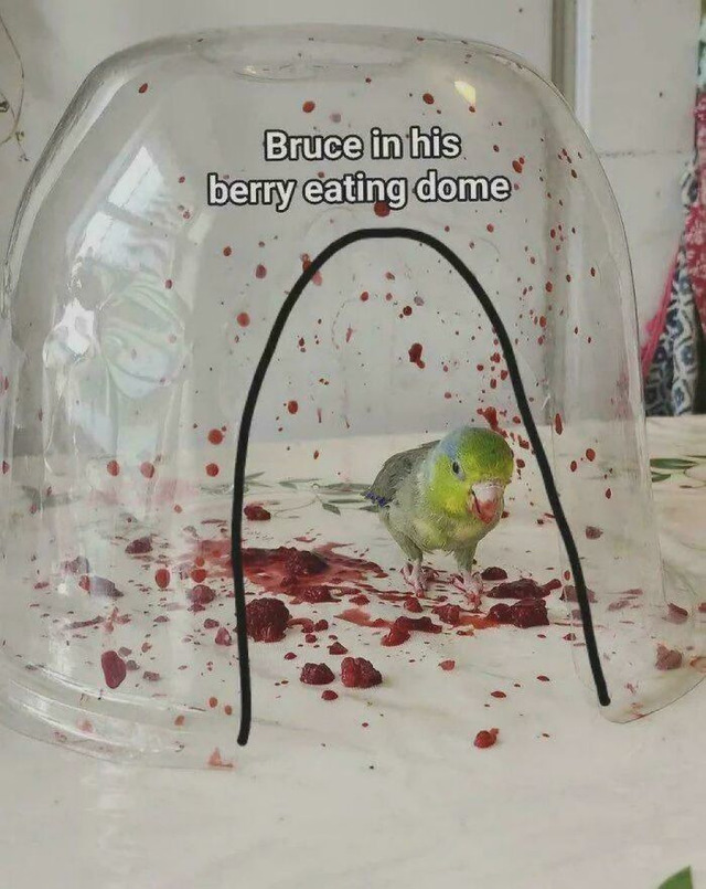 698587c09ef82_xbpl8obfou8g1-jpeg