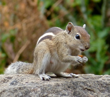 Indian_Palm_Squirrel_2013