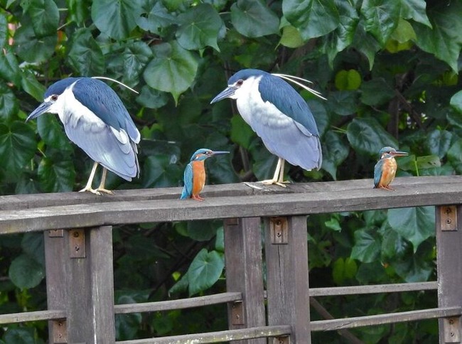 634cf54294ff7_glitch-in-the-matrix-doppelganger-animals