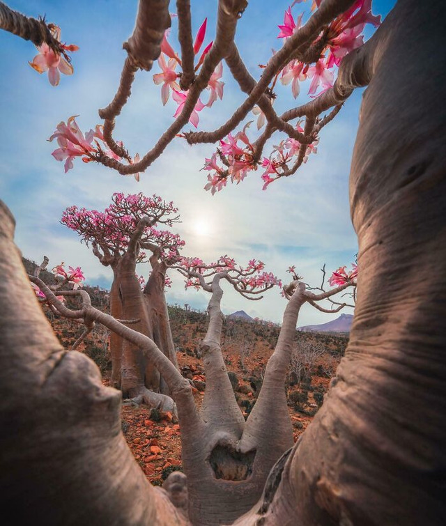 69b7c7d690eed_desert-roses-in-so