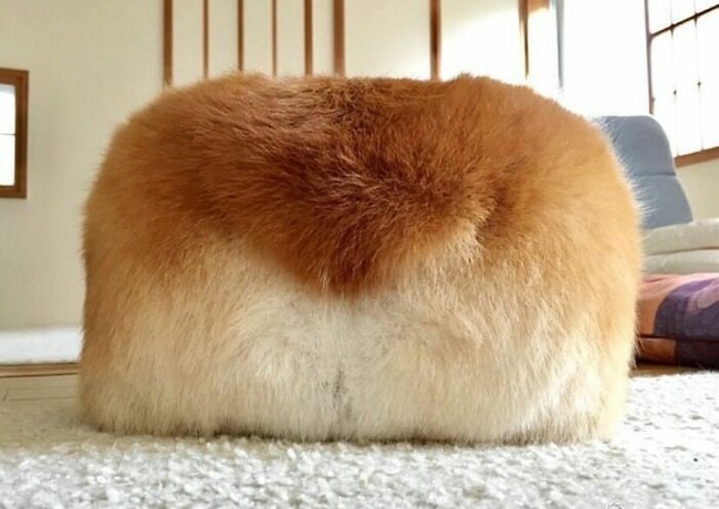 65c9f8f7df429_animals-look-like-food